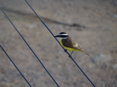 Pitangus sulphuratus