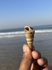 Paguroidea