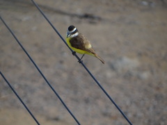 Pitangus sulphuratus