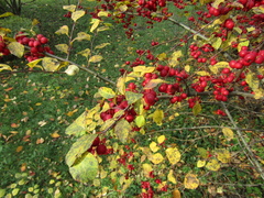 Cotoneaster multiflorus