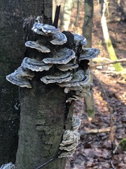 Trametes versicolor