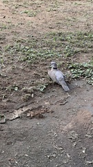 Streptopelia decipiens