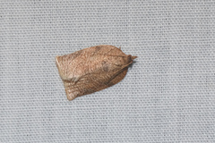 Adoxophyes privatana