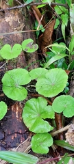 Hydrocotyle nepalensis