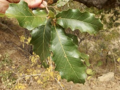 Quercus tuberculata