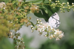 Celastrina neglecta