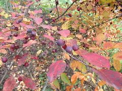 Cotoneaster hebephyllus