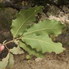 Quercus tuberculata
