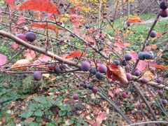 Cotoneaster hebephyllus