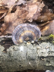 Trametes versicolor