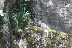 Turdus boulboul