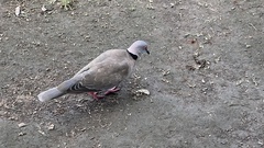 Streptopelia decipiens