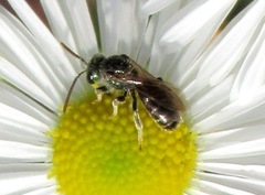 Halictus lucidipennis