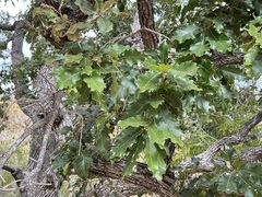 Quercus tuberculata