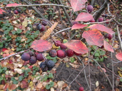 Cotoneaster hebephyllus