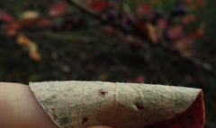 Cotoneaster hebephyllus