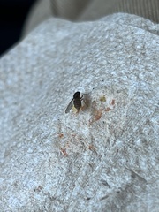 Drosophila repleta
