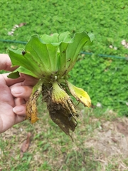 Pistia stratiotes