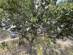 Quercus tuberculata