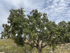 Quercus tuberculata