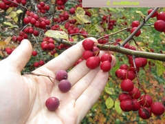 Cotoneaster hebephyllus