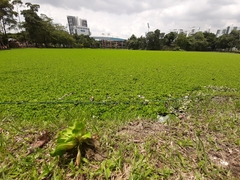 Pistia stratiotes
