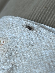 Drosophila repleta