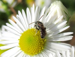 Halictus lucidipennis