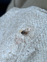 Drosophila repleta