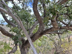 Quercus tuberculata