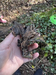 Craterellus cornucopioides