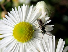 Halictus lucidipennis