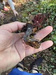 Craterellus cornucopioides