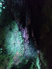 Thoropa miliaris