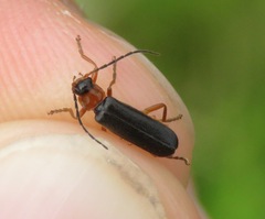 Cantharis flavilabris