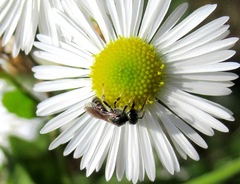 Halictus lucidipennis