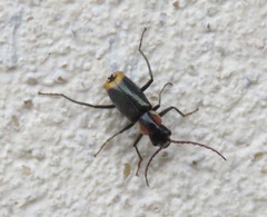 Axinotarsus pulicarius