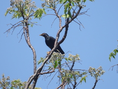 Ampeliceps coronatus