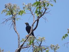 Ampeliceps coronatus