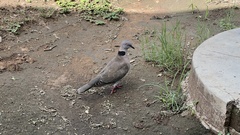 Streptopelia decipiens