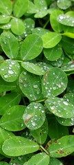 Arachis pintoi