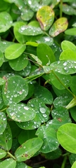 Arachis pintoi