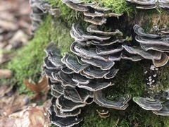 Trametes versicolor