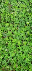Arachis pintoi
