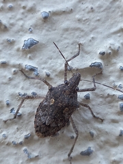 Eupaleopada concinna