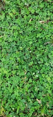 Arachis pintoi