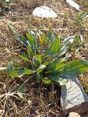 Plantago lagopus