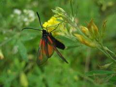 Zygaena osterodensis