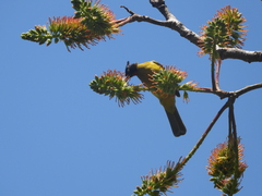 Rubigula flaviventris