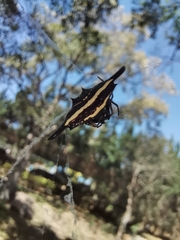 Gasteracantha diardi